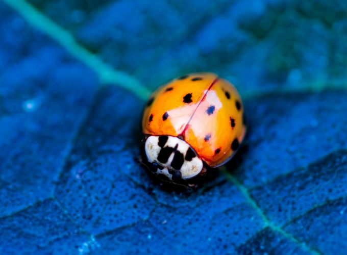 Wallpaper ladybird, beetle, flower, blue, Animals 1164917763